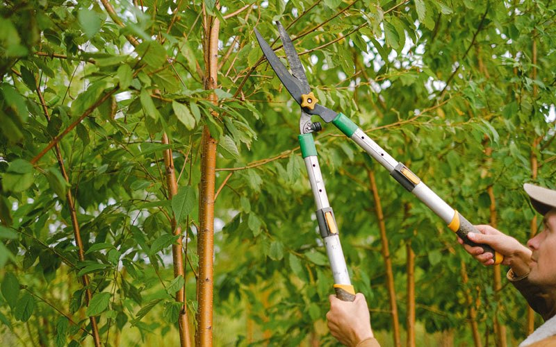 Tree trimming in Elkader, IA